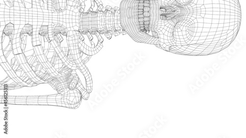 Human skeleton. Vector
