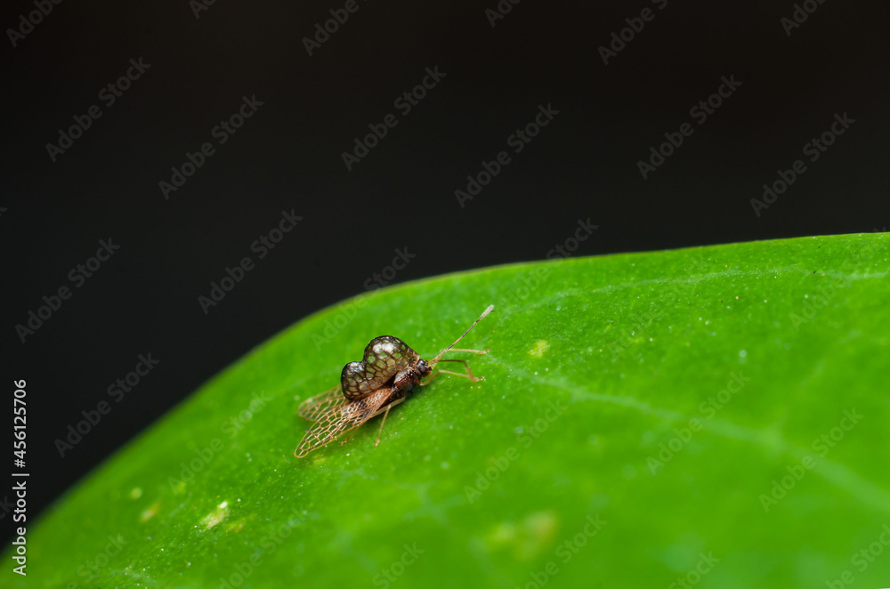 Tiny and small unknown laced bug not bigger than a sesame seed. Unknown Laced Bug. Peanut shell like exoskeleton, almost transparent bug lays their eggs flat on leaf surface that looks like pattern. Tiny and small unknown laced bug not bigger than a sesame seed. Unknown Laced Bug. Peanut shell like exoskeleton, almost transparent bug lays their eggs flat on leaf surface that looks like pattern.