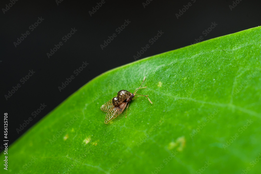 Tiny and small unknown laced bug not bigger than a sesame seed. Unknown Laced Bug. Peanut shell like exoskeleton, almost transparent bug lays their eggs flat on leaf surface that looks like pattern. Tiny and small unknown laced bug not bigger than a sesame seed. Unknown Laced Bug. Peanut shell like exoskeleton, almost transparent bug lays their eggs flat on leaf surface that looks like pattern.