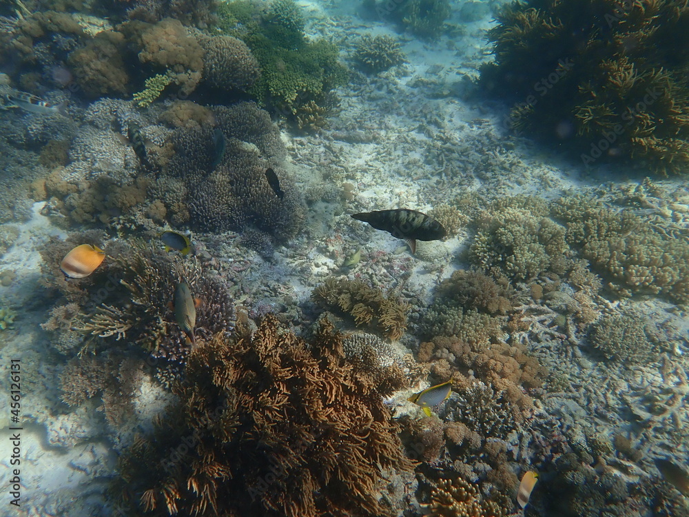インドネシア　世界遺産コモド国立公園　コモド島の魚