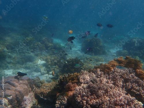 インドネシア 世界遺産コモド国立公園 コモド島の魚