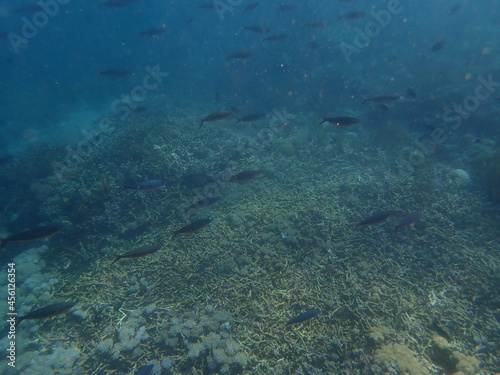 インドネシア 世界遺産コモド国立公園 コモド島の魚