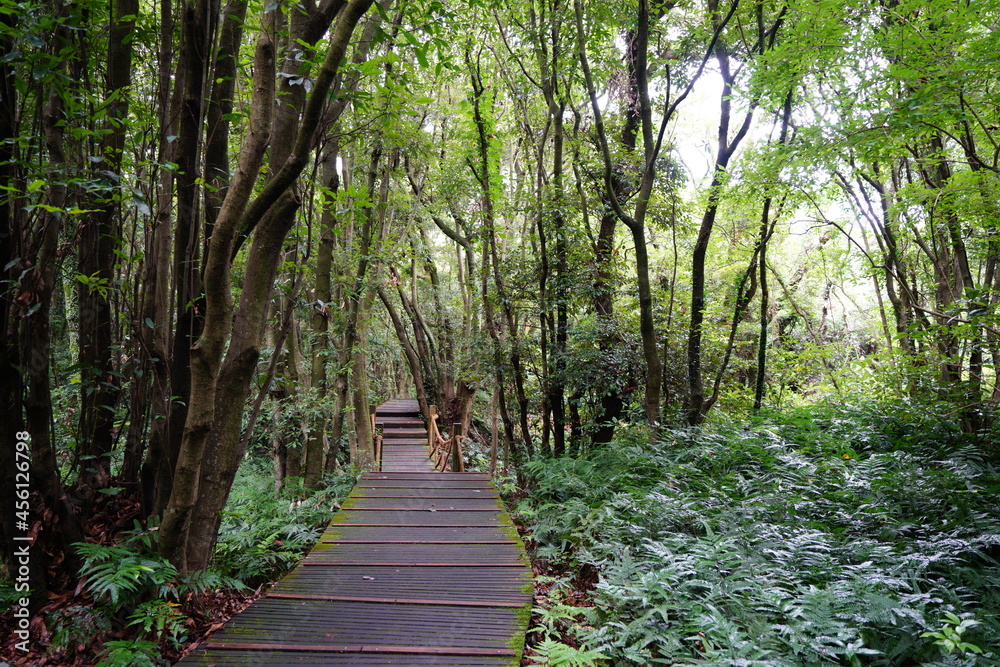 Fototapeta premium footpath in the summer woods