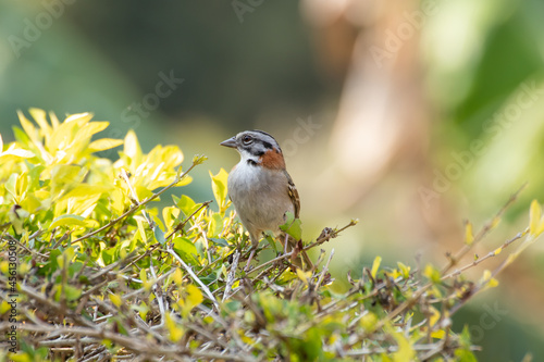 Bird on branch among trees, Zonotrichia Capensis, Tico-Tico