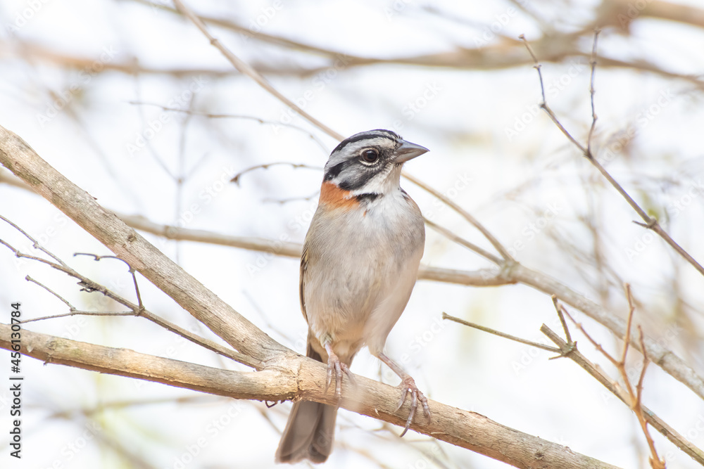 Bird on branch among trees, Zonotrichia Capensis, Tico-Tico
Bird on branch among trees, Zonotrichia Capensis, Tico-Tico