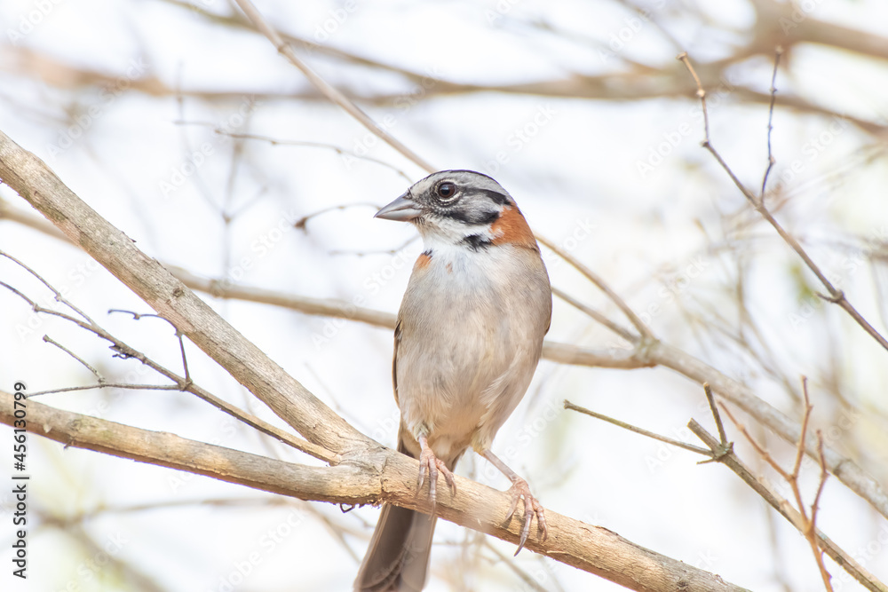 Bird on branch among trees, Zonotrichia Capensis, Tico-Tico
Bird on branch among trees, Zonotrichia Capensis, Tico-Tico