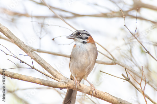 Bird on branch among trees, Zonotrichia Capensis, Tico-Tico 