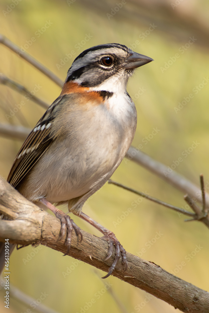 Obraz premium Bird on branch among trees, Zonotrichia Capensis, Tico-Tico