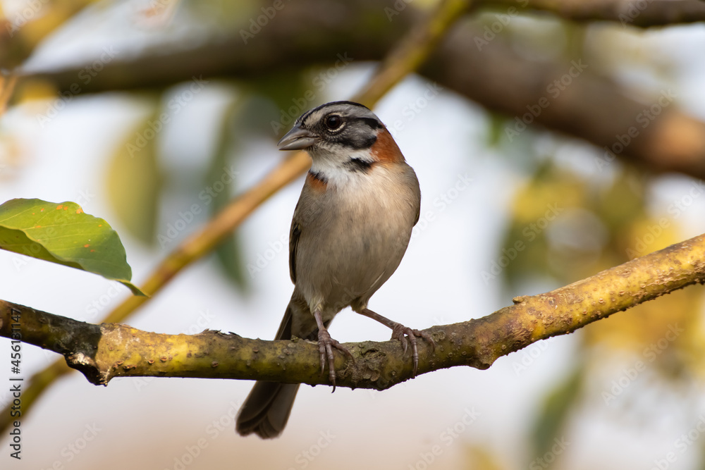 Bird on branch among trees, Zonotrichia Capensis, Tico-Tico
Bird on branch among trees, Zonotrichia Capensis, Tico-Tico