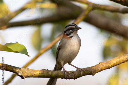 Bird on branch among trees, Zonotrichia Capensis, Tico-Tico 