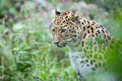 portrait of a leopard