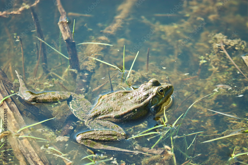 Beautiful frog in pond water, Marsh frog (Pelophylax ridibundus).
