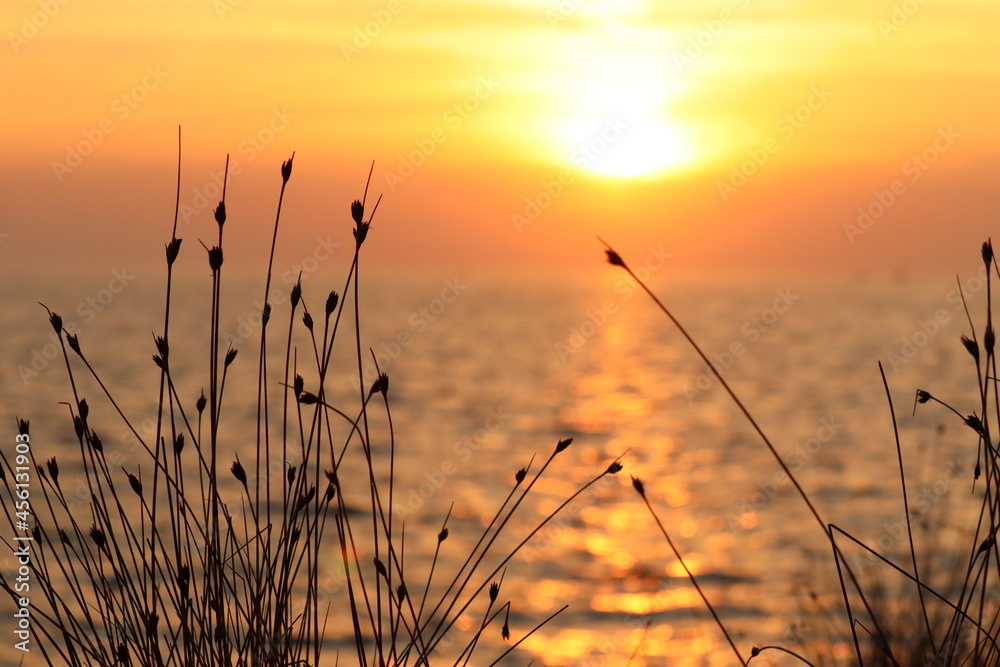 setting sun behind a tuft of grass, orange sunset setting sun behind a tuft of grass, orange sunset