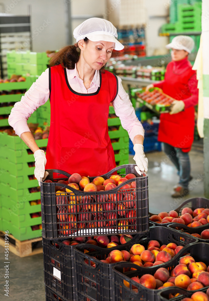 Skilled workwoman engaged on fruit sorting line, carrying plastic box with peaches in a storage