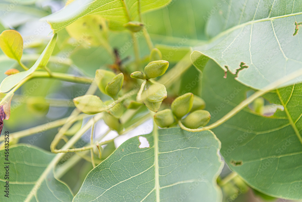 Kakadu Plums