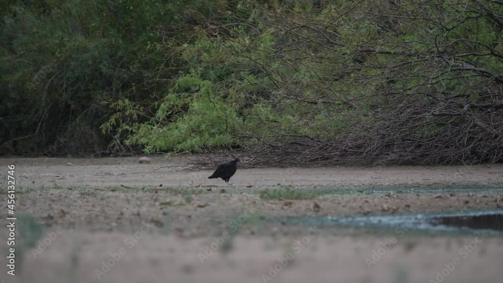 Vulture walks carefully up to drying up water in a pond during a drought. Vulture walks carefully up to drying up water in a pond during a drought.