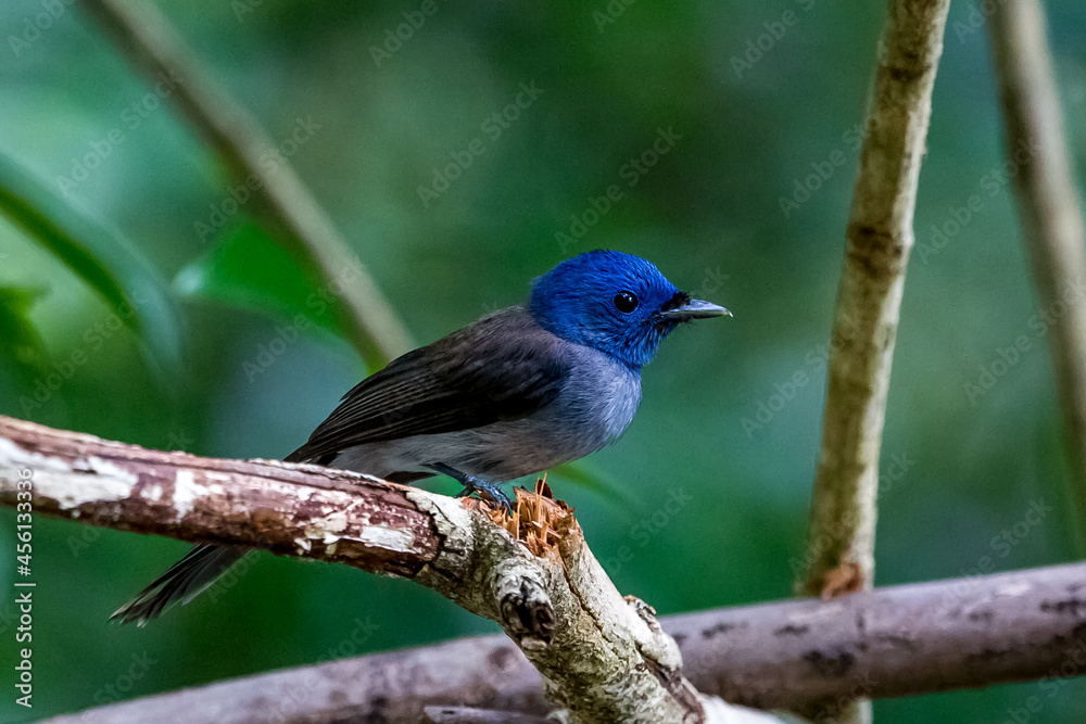 Back-naped Monarch in the tree