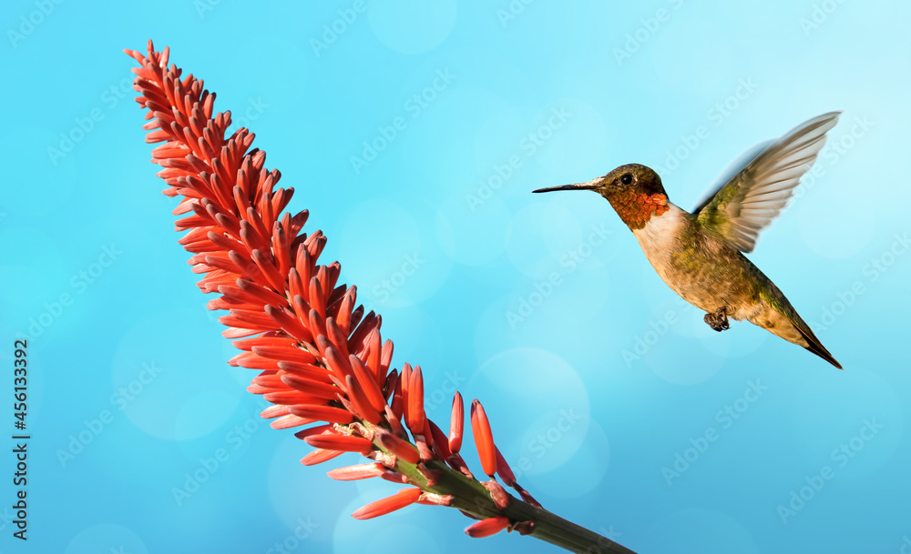 Fototapeta premium Hummingbird on a blue sky background