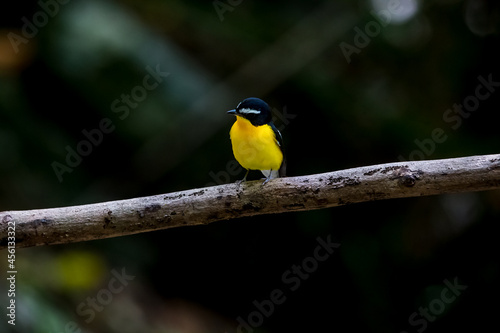 Yellow-rumped Flycatcher in the ground.
