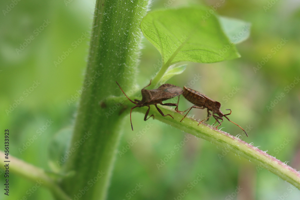 Two Dock bug insects are mating on a green Sunflower plant on summer. Coreus marginatus Two Dock bug insects are mating on a green Sunflower plant on summer. Coreus marginatus