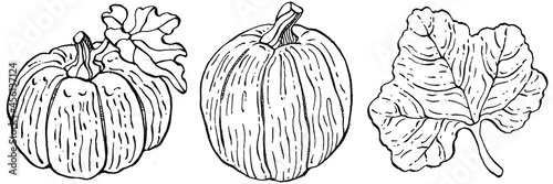 Pumpkin vector sketch hand drawn. Isolated object with engraved style illustration. Detailed vegetarian food. Farm market product. The best for design logo, menu, label, icon, stamp.