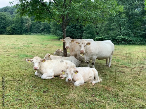 Portrait einer Kuhfamilie