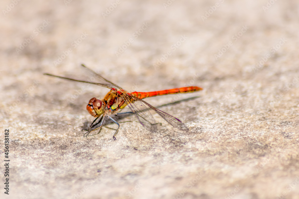 Crimson dragonfly in profile Impressive shot of an insect killer dragonfly sitting on grass waiting for flies or other insects to hunt for as beneficial animal with red facete eyes and filigree wings Crimson dragonfly in profile Impressive shot of an insect killer dragonfly sitting on grass waiting for flies or other insects to hunt for as beneficial animal with red facete eyes and filigree wings