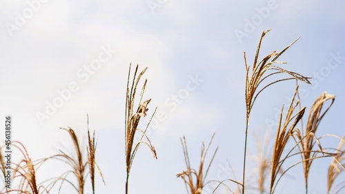 Yellow Grass in the wind