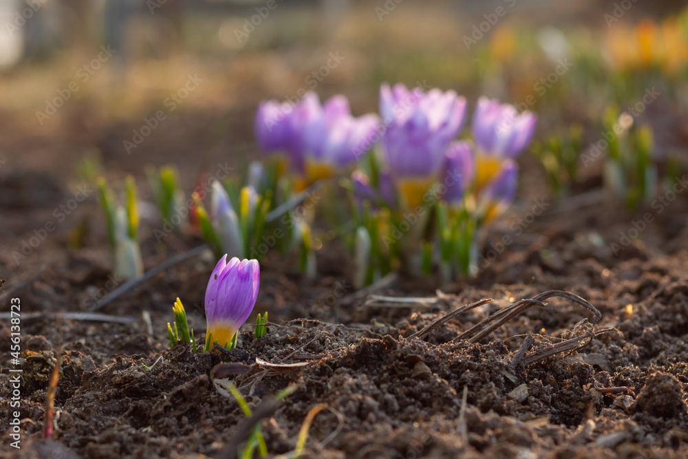 Obraz premium Beautiful lilac delicate crocuses grew out of the ground in early warm spring