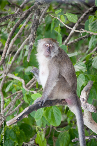 a macaque sits on a tropical tree