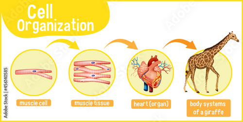 Diagram showing cell organization in a giraffe