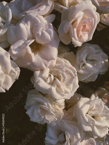 white roses in a garden © Inga