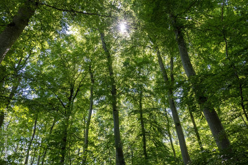 Naklejka premium Laubwald auf der schwäbischen Alb