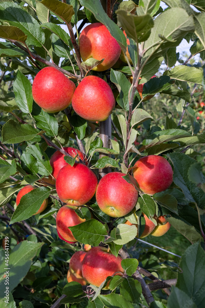 Bright red apples in a plantation just before harvest Bright red apples in a plantation just before harvest