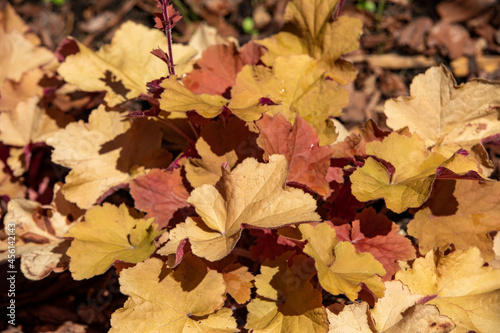 heuchera plants as very nice natural background © wjarek