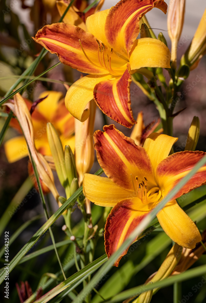 Beautiful colorful daylilies in a flower bed Beautiful colorful daylilies in a flower bed