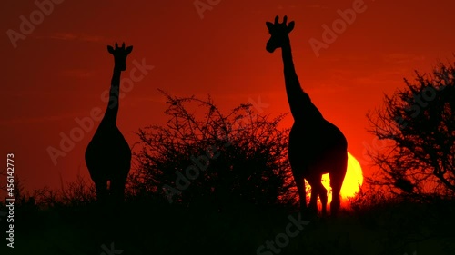 Two beautiful giraffes walking with the sunset in the background, Central Kalahari. 