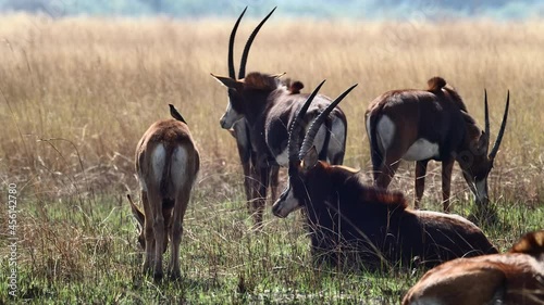 Wide shot of a herd of antelopes feeding and resting in the dry grassland of Botswana.