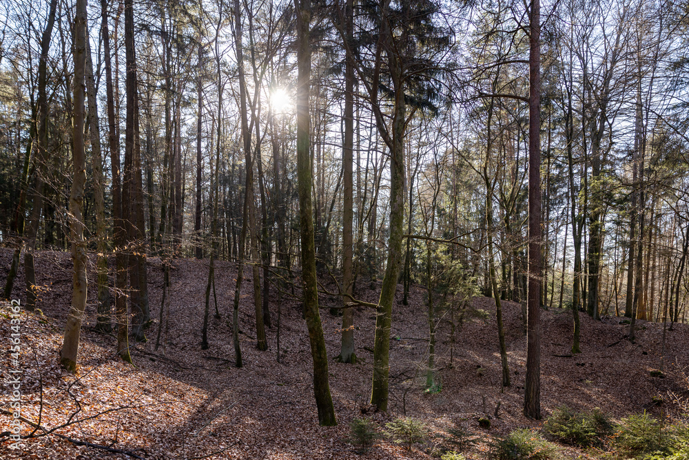 Schöner Wald vor dem Austrieb