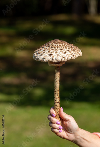 Ripe parasol mushroom Macrolepiota procera or Lepiota procera in the mushroom picker's hand photo