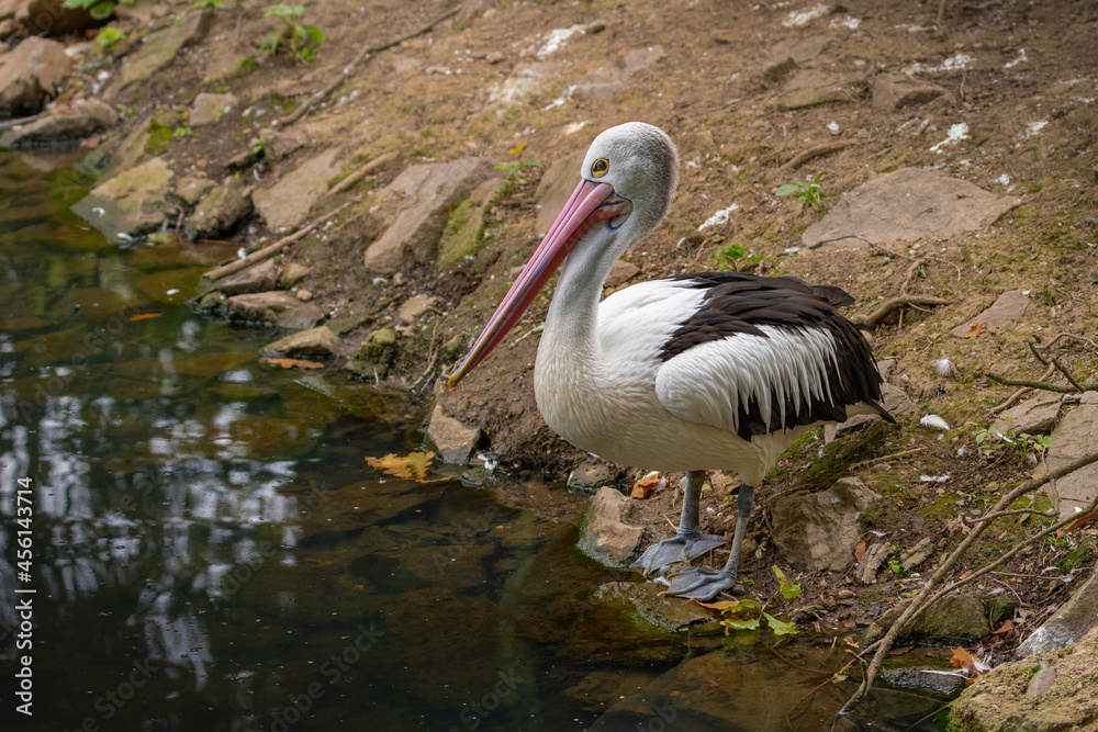 Pelican standing on the shore by the water. A large water bird with a long beak in its natural habitat.