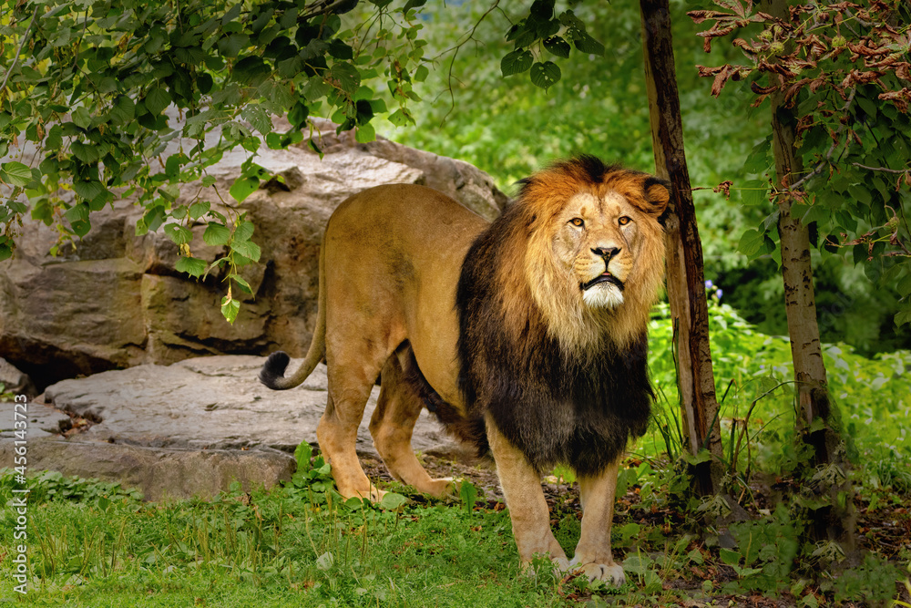 Animal world - Barbary lion (Panthera leo leo) Stock Photo | Adobe Stock