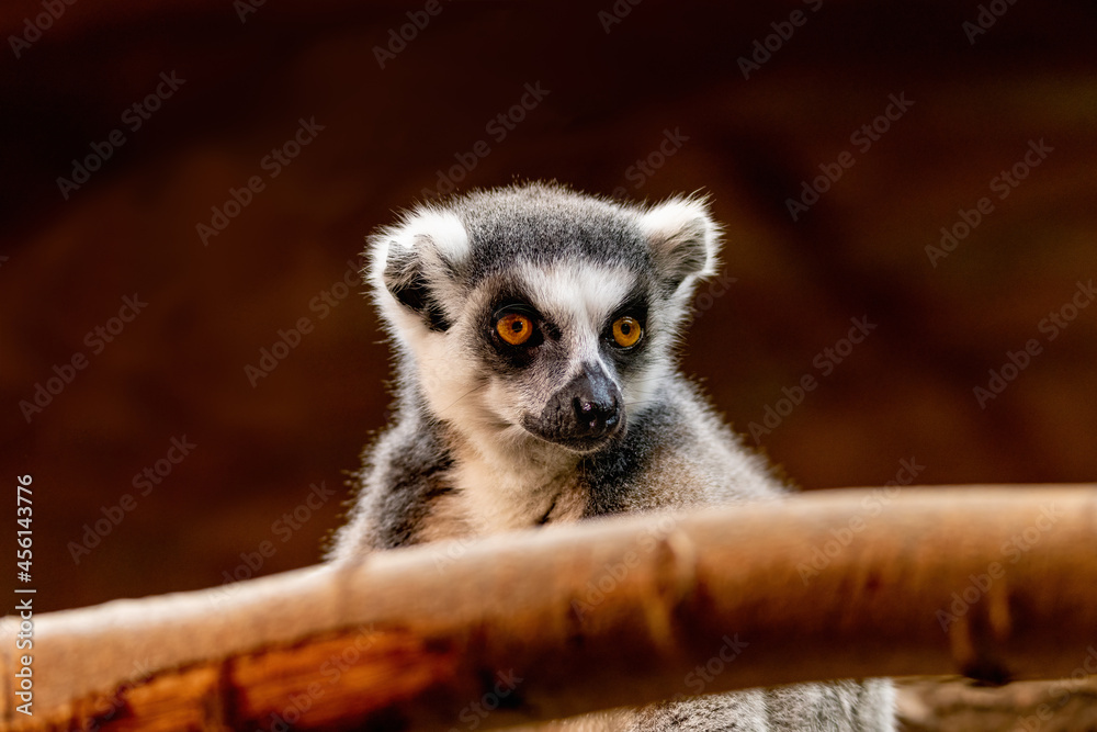 Obraz premium Animal World - Ring-tailed lemur (Lemur catta)