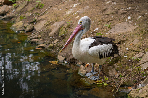 Obraz na płótnie Pelican standing on the shore by the water. A large water bird with a long beak in its natural habitat. w salonie