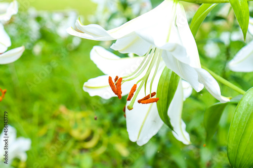 百合 ユリ 花 ゆり  白色 美しい 綺麗 可憐 夏 日本 森林