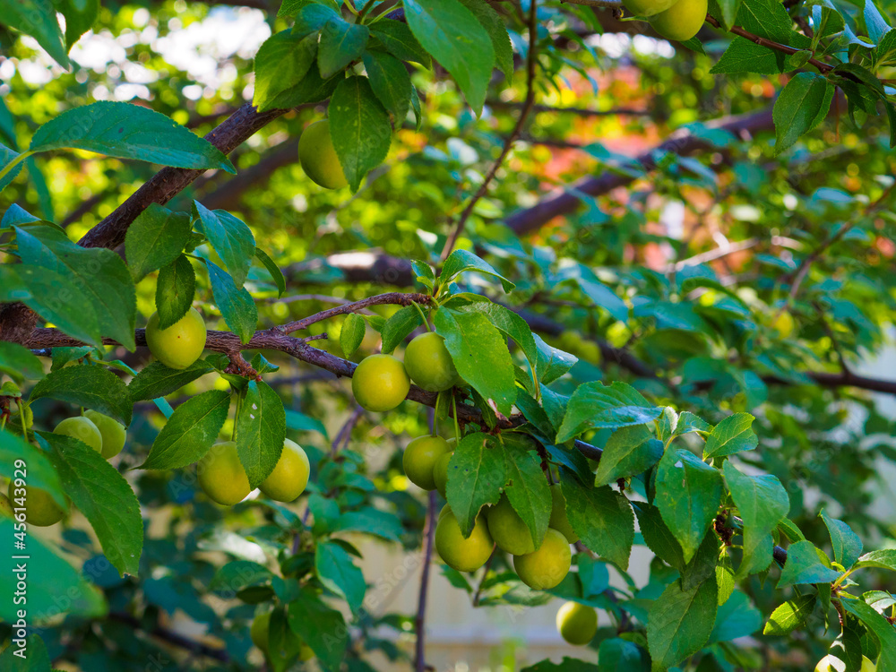 Green fruits of unripe cherry plum on the branches in the garden. Summer sunny day.