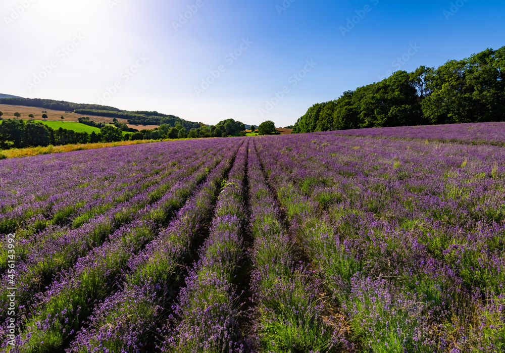 Echter Lavendel Lavandula angustifolia Feld Fromhausen Deutschland Sommer Parfüm Blüten lila Anbau Duft Öl Heilpflanze Seife petite provence Detmold Landschaft Attraktion Juli Farbe violett Panorama