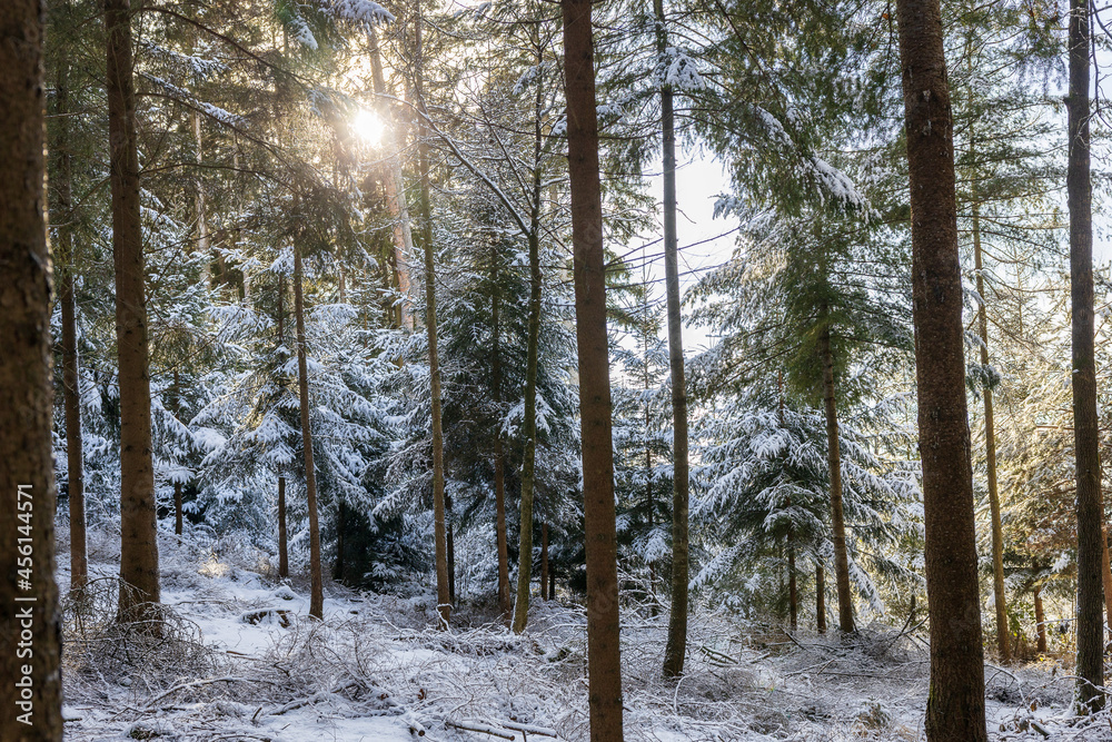 Fototapeta premium Winterwald in Bayern