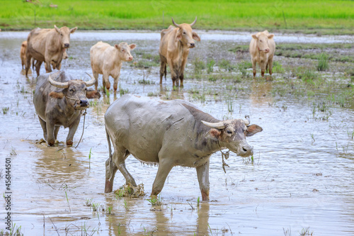 Buffalo and cattle grazing at  wet flood rice field