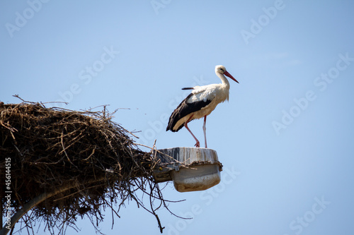 Stork on a lamppost next to its large nest. Big migratory bird looking for pray.
